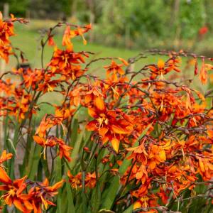 Montbrétia Crocosmia Emily McKenzie (x10)
